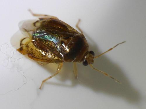 Réf. 333 860 : Deraeocoris lutescens
